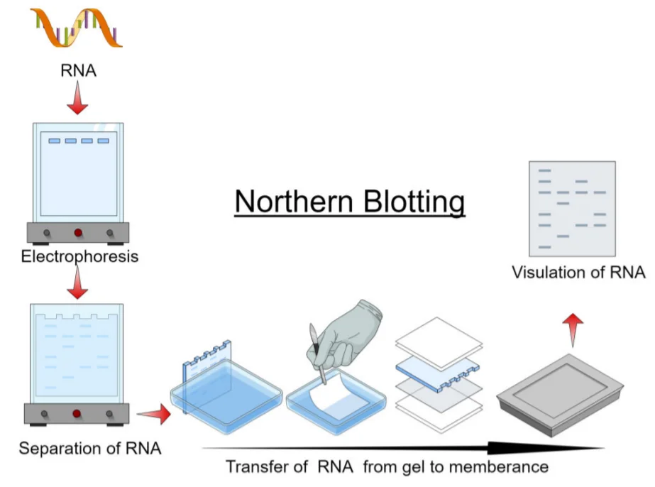 Northern Blotting Principle Procedure And Applications