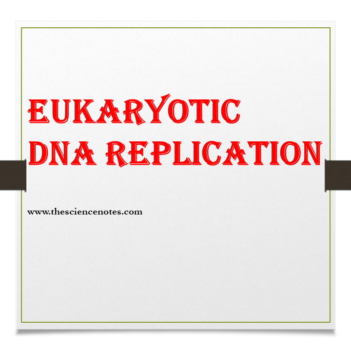 Steps Of Dna Replication In Eukaryotes The Science Notes