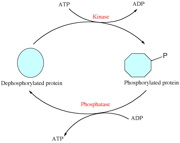 Post Translational Modifications Types And Functions