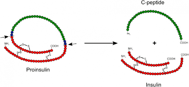 Post Translational Modifications Types And Functions