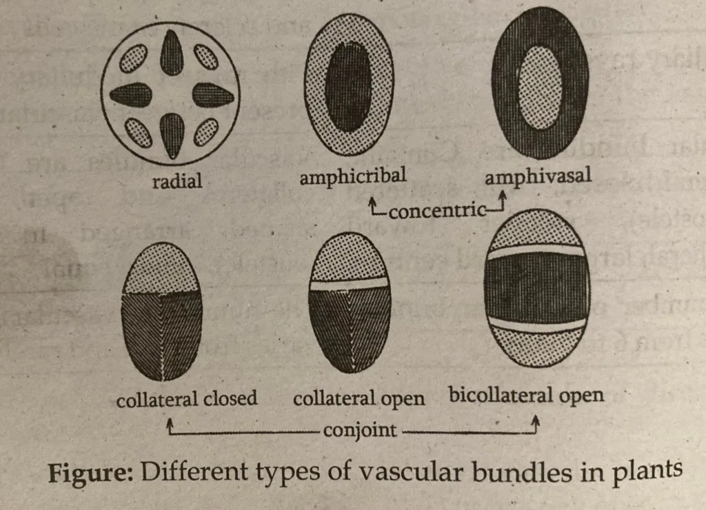 Xylem And Phloem Anatomy Physiology And Differences In Plant Function