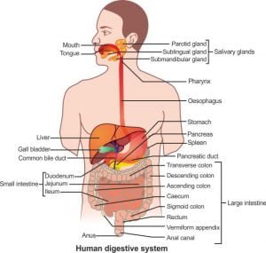Human Alimentary Canal Digestive System The Science Notes