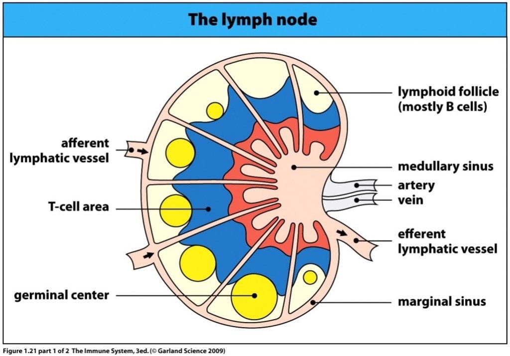 Tissues & Organs Of Lymphatic System - The Science Notes