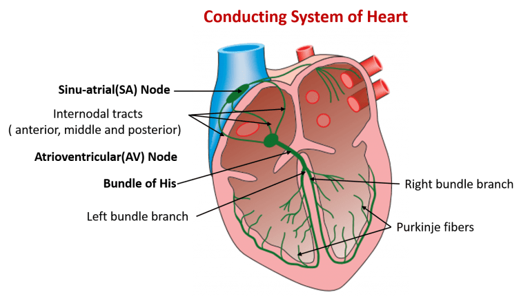 ORIGIN, CONDUCTION & REGULATION OF HEARTBEAT – The Science Notes