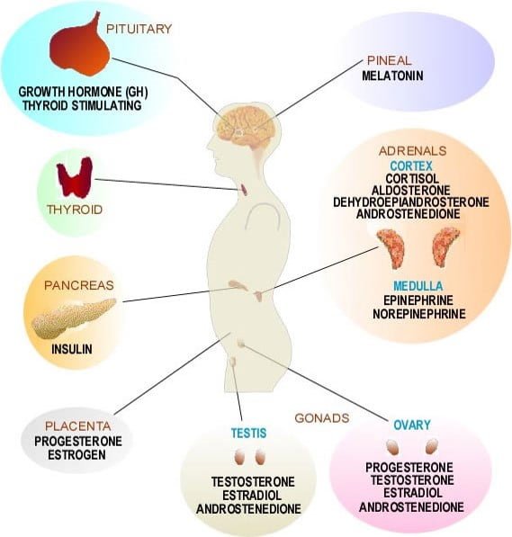 What Are The Major Functions Of Hormones