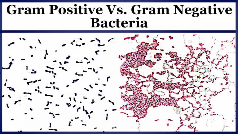 mcat gram positive vs gram negative bacteria