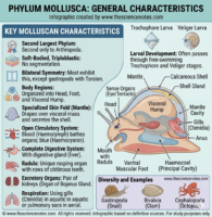A detailed biological infographic of Phylum Mollusca by thesciencenotes.com. It features a cross-section of a snail (Gastropoda) highlighting the radula, mantle, and foot, alongside a bulleted list of key traits like blue blood (haemocyanin) and the organ of Bojanus.
