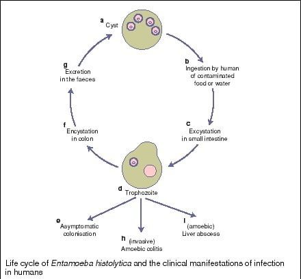 entamoeba histolytica life cycle