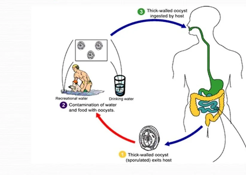 Cryptosporidium Parvum Life Cycle 7809