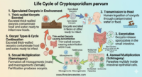 Infographic showing Cryptosporidium parvum life cycle including oocyst excretion, transmission through contaminated water and food, excystation, multiplication, and autoinfection.