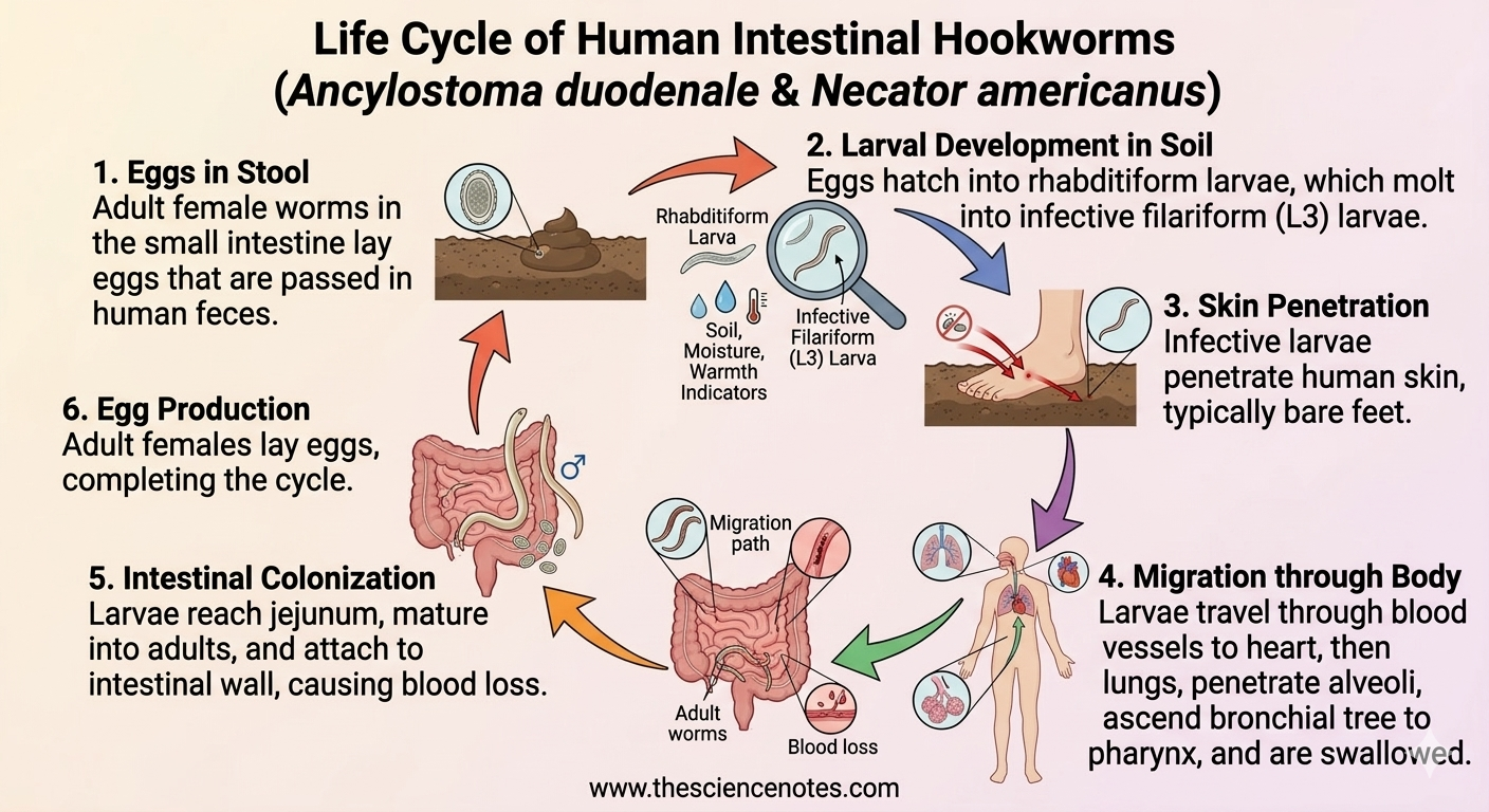 Infographic of intestinal hookworm life cycle showing eggs in stool, larvae development in soil, skin penetration, migration through human body, and maturation in the small intestine.