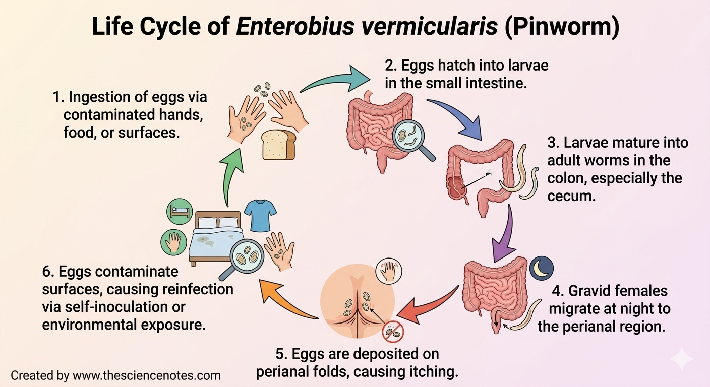 A circular infographic showing the 6 stages of the Enterobius vermicularis life cycle. It tracks the path from ingestion of eggs on hands and food, hatching in the small intestine, maturation in the colon, and egg deposition in the perianal region, leading back to environmental contamination.
