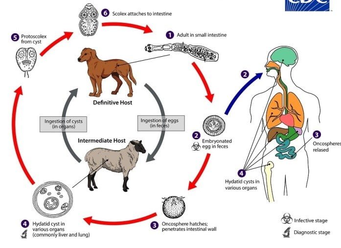 echinococcus multilocularis treatment in dogs