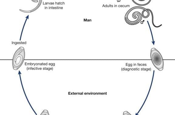 Trichuris Trichiura Life Cycle Cdc