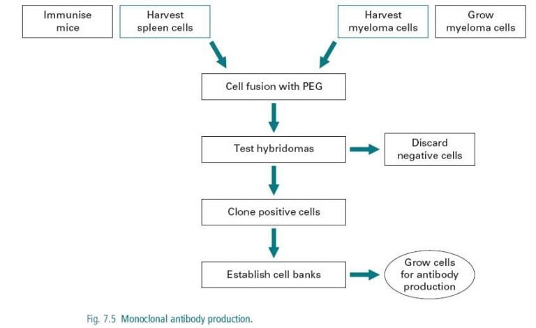 Monoclonal and Polyclonal Antibodies Production Methods and Differences