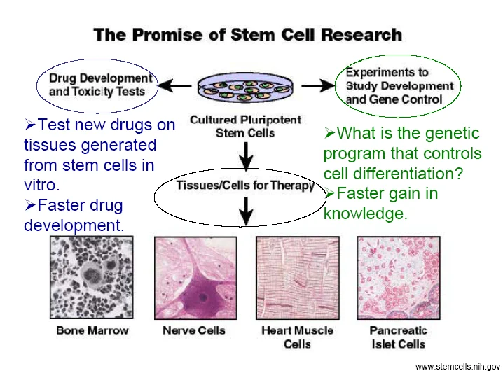 Stem cell research