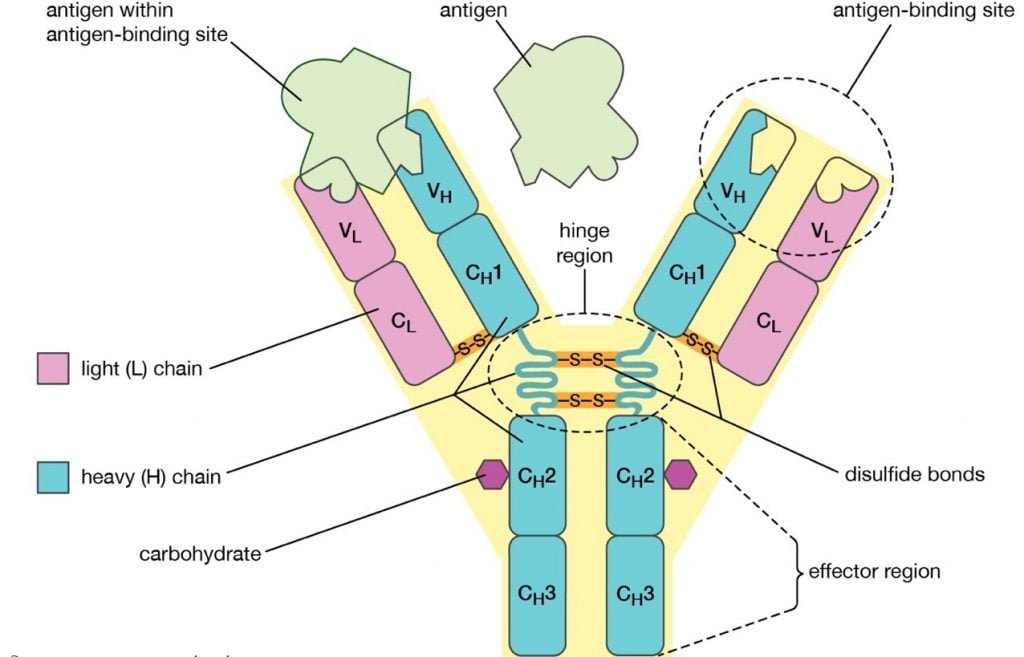 Introduction, Structure, Classification and Functions of Antibodies