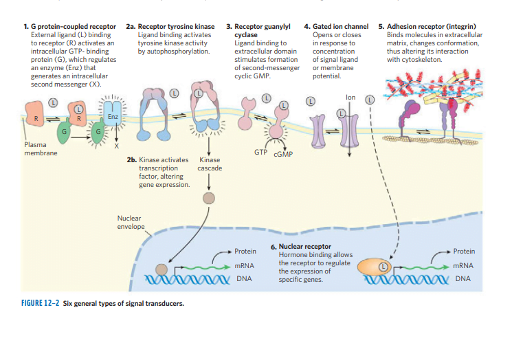 sensory transduction