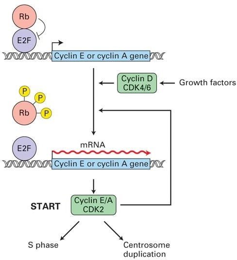 تنظیم فعالیت های Rb، E2F، و cyclin-CDK در ایست بازرسی G1/S