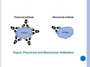 monoclonal vs polyclonal antibody production