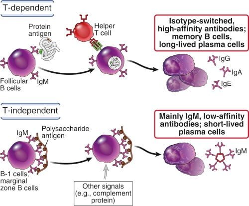 T cell-dependent activation