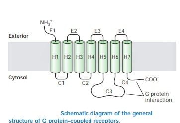 ساختار یک GPCR