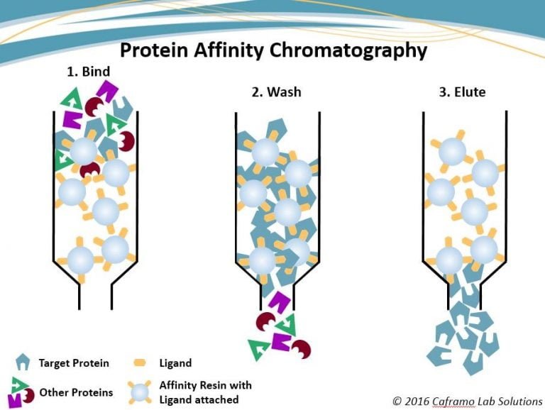 Chromatography Definition, Principle, Types and Application