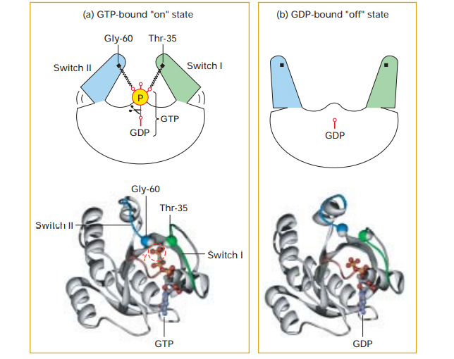 سوئیچ GTPase 