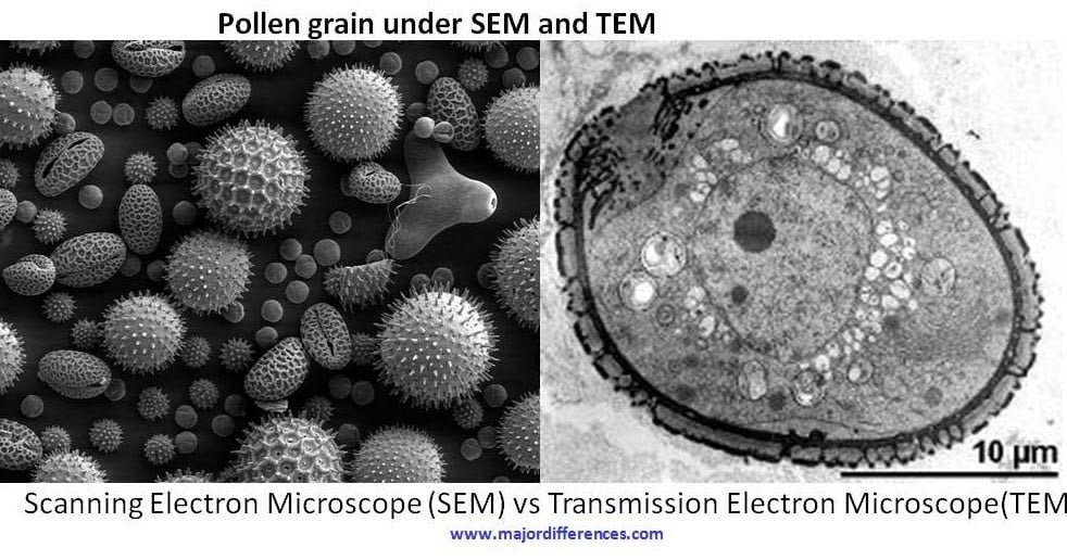 Microscopy: Types Of Microscopes And Their Applications - The Science Notes