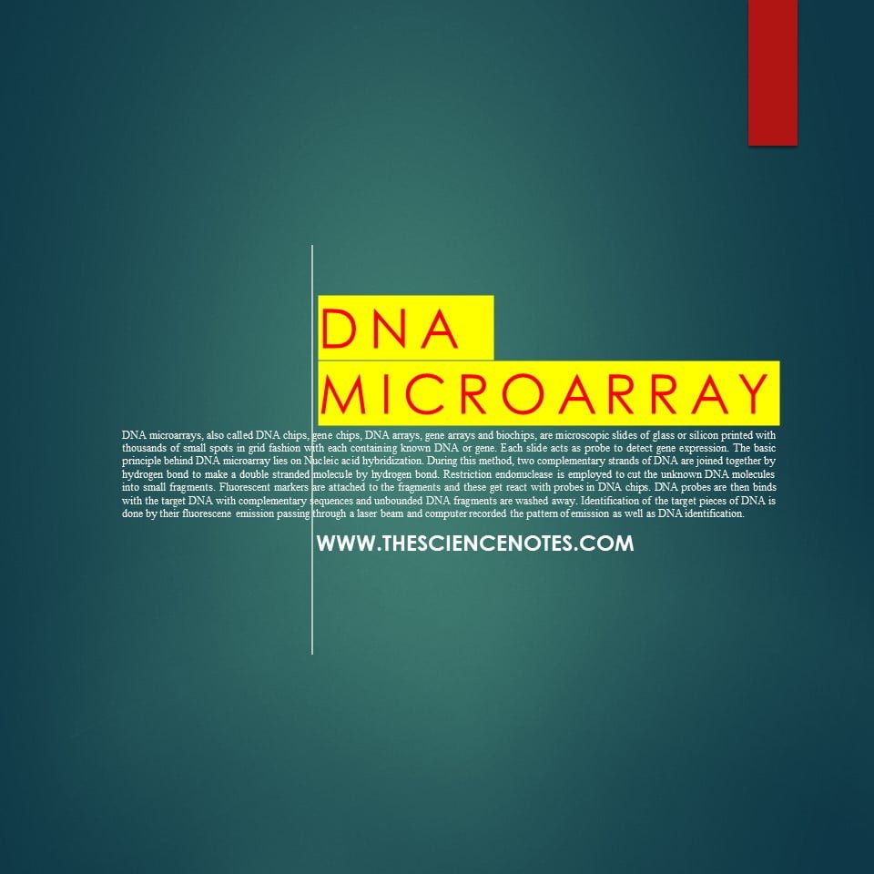 DNA MICROARRAY: PRINCIPLE, TYPES, PROCEDURE AND APPLICATIONS - The ...