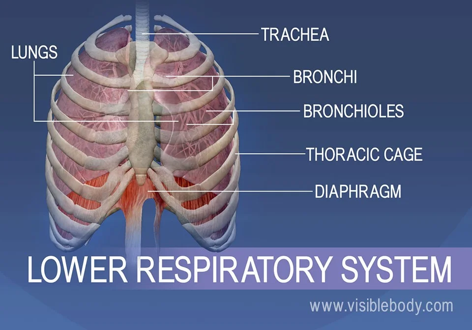 Lower respiratory system