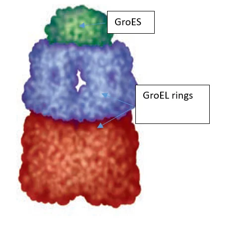 GroESGroEL complex