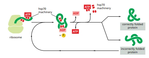 hsp70 family of molecular chaperones