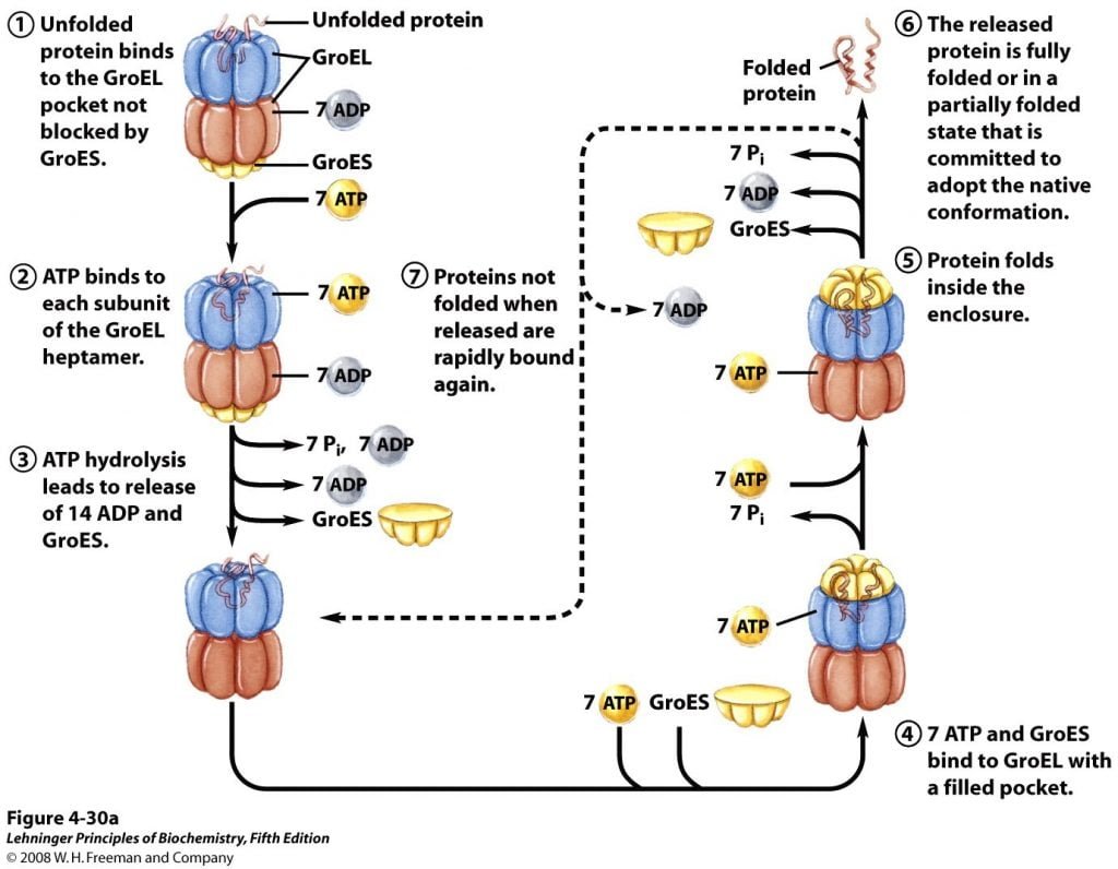 Cheperonins facilitating Protein folding