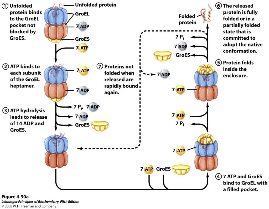 Cheperonins facilitating Protein folding