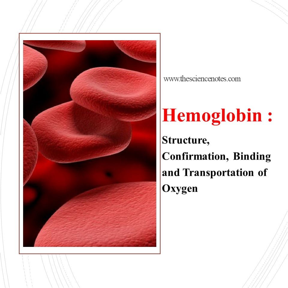 Read more about the article هموگلوبین: ساختار، تایید، اتصال و انتقال اکسیژن