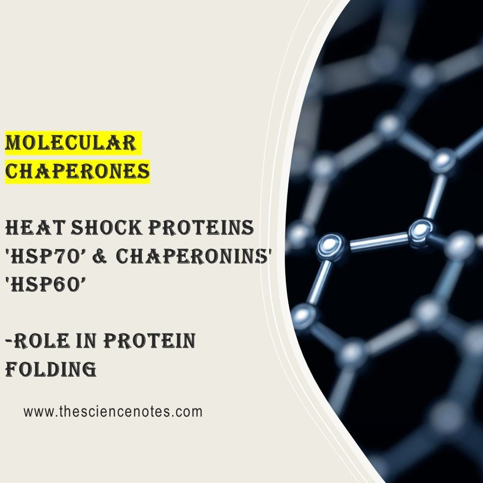 Read more about the article چاپرون های مولکولی: نقش در تاخوردگی پروتئین