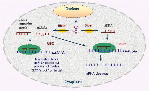 RNAi working mechanism