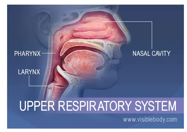 Upper Respiratory System