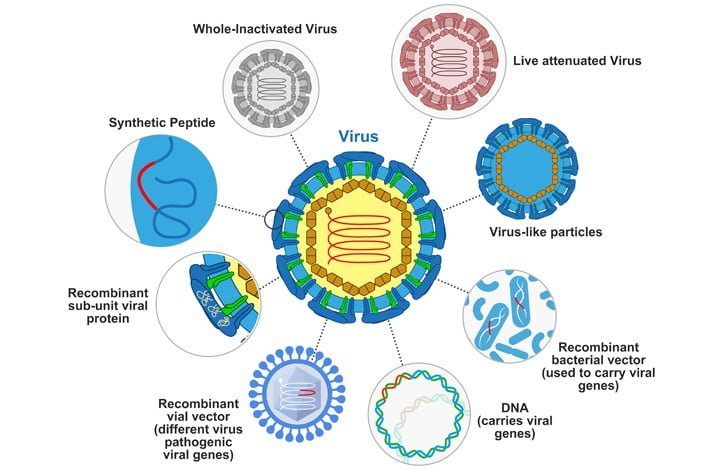 Vaccination : Principle, Types and Mechanism of strengthening Immune