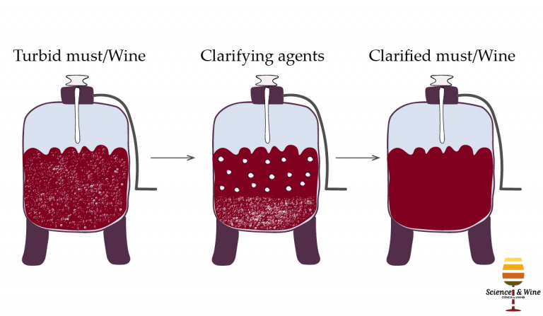 Wine Making Process - The Science Notes