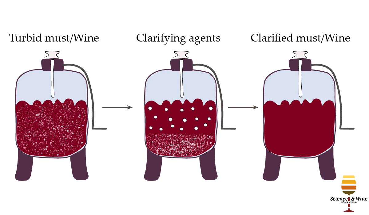 Wine Making Process The Science Notes