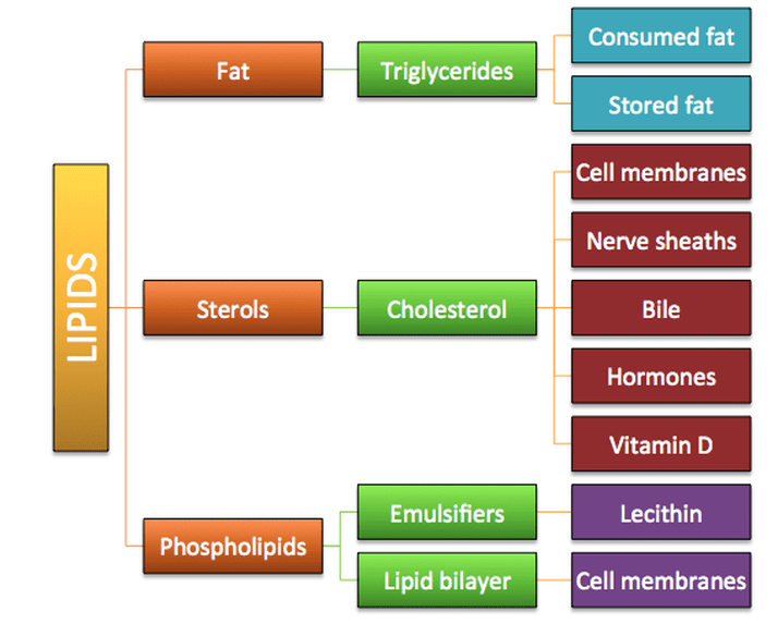 Classification of lipids