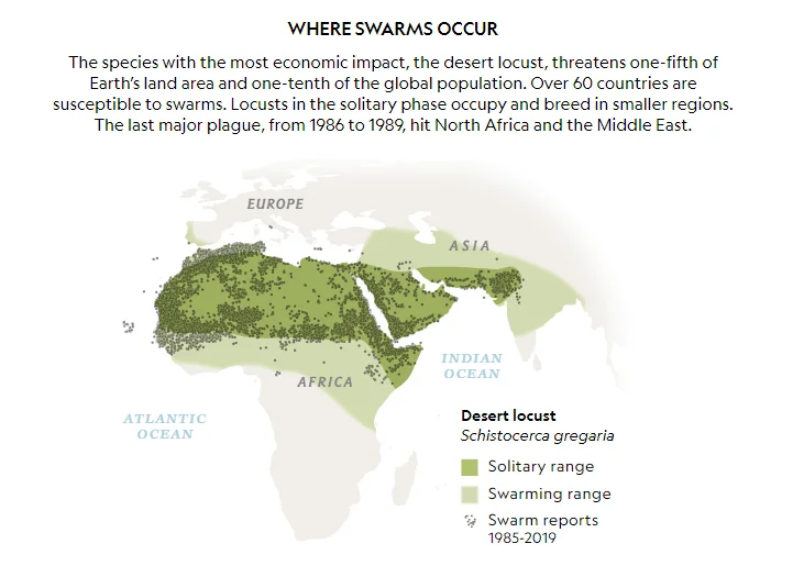 Locust swarm