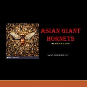 ASIAN GIANT HORNETS