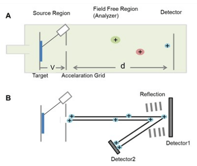 MALDI TOF Mass Spectrometry: Principle, Methodology and Applications ...