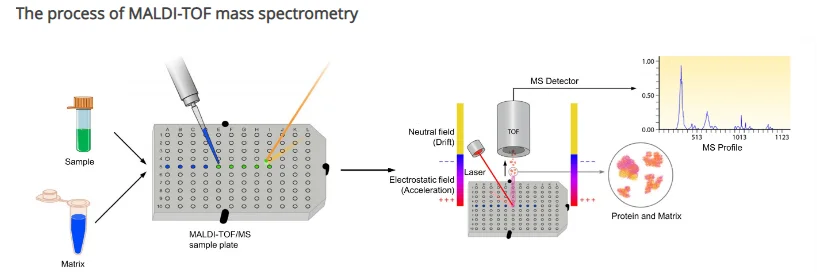 Maldi TOF process
