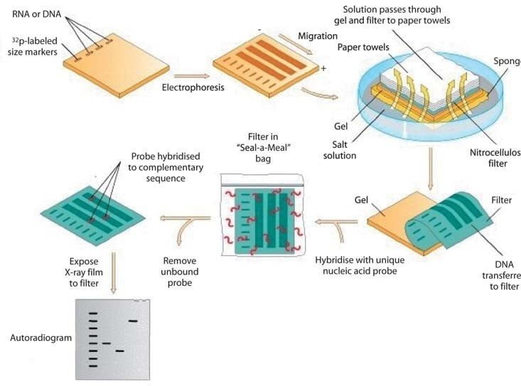 application of southern blotting