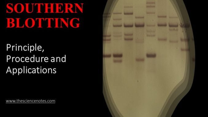 southern blot