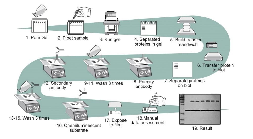 western blot technique